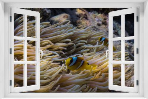 Fototapeta Naklejka Na Ścianę Okno 3D - two anemone fish in their anemones at the seabed