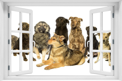 Fototapeta Naklejka Na Ścianę Okno 3D - set Pets
