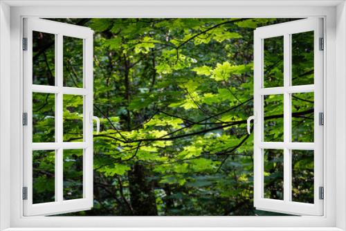 Fototapeta Naklejka Na Ścianę Okno 3D - Les feuilles vertes
