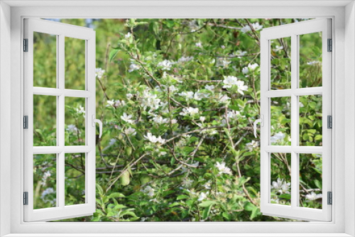 Fototapeta Naklejka Na Ścianę Okno 3D - apple leaves and blooms in spring
