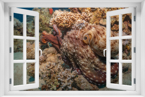 Fototapeta Naklejka Na Ścianę Okno 3D - Octopus king of camouflage in the Red Sea, Eilat Israel 
