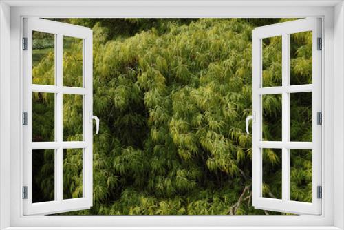 Fototapeta Naklejka Na Ścianę Okno 3D - Natürliche Farben im Mai, Details feiner japanischer Ahorn