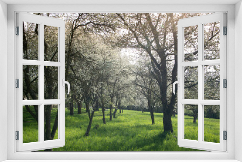 Fototapeta Naklejka Na Ścianę Okno 3D - Flowering fruit trees in a meadow orchard in spring. The sun shines through the branches from behind.