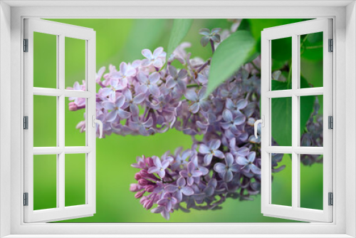 Fototapeta Naklejka Na Ścianę Okno 3D - Violet lilac in spring garden