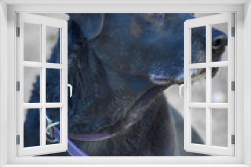 Fototapeta Naklejka Na Ścianę Okno 3D - Perro Labrador de nombre Bruno