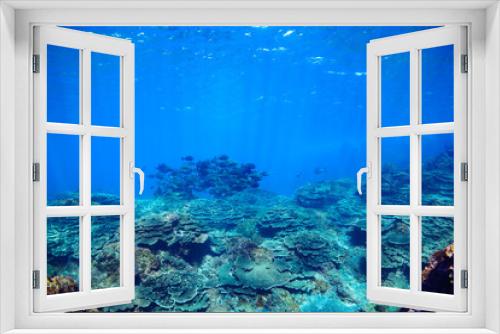 Fototapeta Naklejka Na Ścianę Okno 3D - 素晴らしいサンゴ礁の美しいニザダイ（ニザダイ科）の大群他。

スキンダイビングポイントの底土海水浴場。
航路の終点、太平洋の大きな孤島、八丈島。
東京都伊豆諸島。
2020年2月22日水中撮影。

Large school of Sawtail juvenile (Prionurus scalprum) and others in Wonderful coral reefs.

Sokodo Be