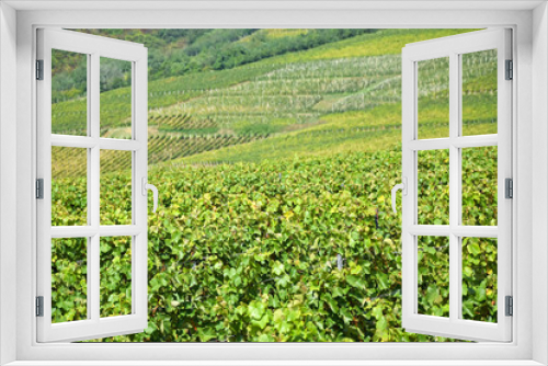 Fototapeta Naklejka Na Ścianę Okno 3D - Vineyards in the hill-side near Tokaj city, Hungary