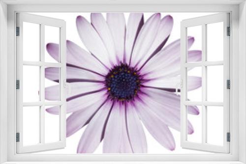 Fototapeta Naklejka Na Ścianę Okno 3D - Isolated white flower on white background