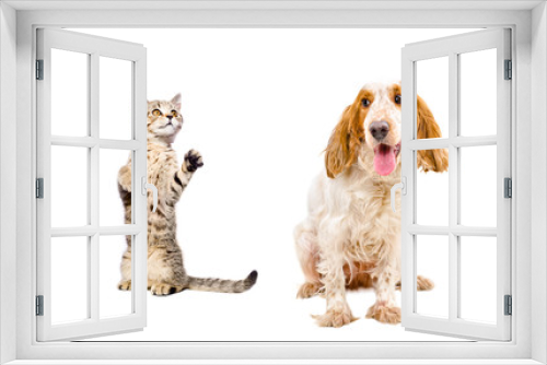 Fototapeta Naklejka Na Ścianę Okno 3D - Playful kitten and dog