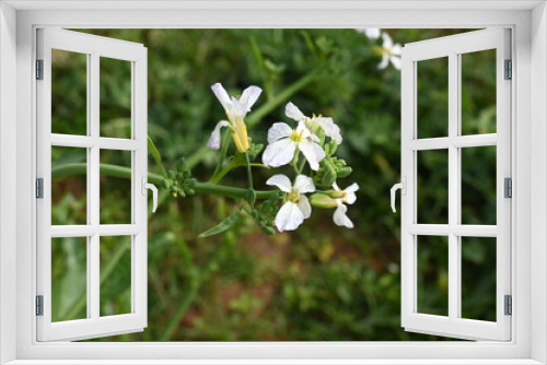 Fototapeta Naklejka Na Ścianę Okno 3D - Radish flower in vegetable garden. Radish flowers are petite blooms consisting of four petals forming the shape of a greek cross attached to four yellow stamens. Vegetable flower.