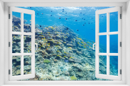 Fototapeta Naklejka Na Ścianę Okno 3D - 素晴らしいサンゴ礁の美しいノコギリダイ（フエフキダイ科）、アカヒメジ（ヒメジ科）、アマミスズメダイ（スズメダイ科）の群れ他。
圧倒的に大規模な素晴らしく美しいサンゴ礁。

沖縄県島尻郡座間味村阿嘉島の外地島沖にて。
2021年4月28日水中撮影。
The Beautiful schools of Yellowspot emperor, Striped large-ye bream (Gnathod