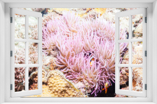Fototapeta Naklejka Na Ścianę Okno 3D - 素晴らしいサンゴ礁の美しいイソギンチャクと可愛いクマノミ（クマノミ亜科）の一家。
圧倒的に大規模な素晴らしく美しいサンゴ礁。

沖縄県島尻郡座間味村阿嘉島の阿嘉ビーチにて。
2021年4月28日水中撮影。
Lovely family of Yellowtail clownfish (Amphiprion clarkii) and beautiful Sea anemone and others i
