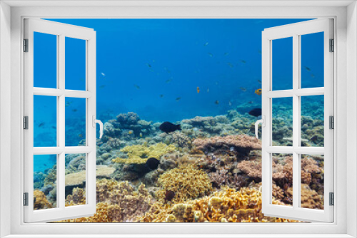 Fototapeta Naklejka Na Ścianę Okno 3D - 素晴らしいサンゴ礁の美しいイソギンチャクと可愛いクマノミ（クマノミ亜科）の一家。
圧倒的に大規模な素晴らしく美しいサンゴ礁。

沖縄県島尻郡座間味村阿嘉島の阿嘉ビーチにて。
2021年4月29日水中撮影。
Lovely family of Yellowtail clownfish (Amphiprion clarkii) and beautiful Sea anemone and others i