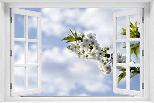 Fototapeta Naklejka Na Ścianę Okno 3D - cherry flowers