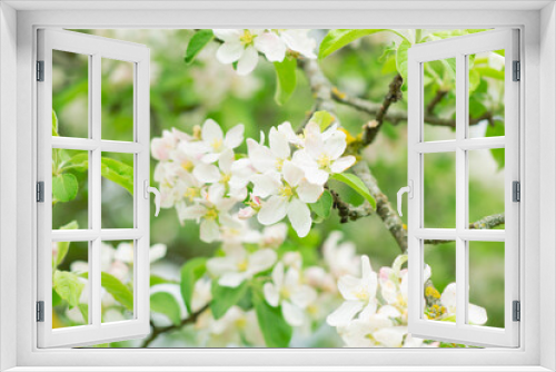 Fototapeta Naklejka Na Ścianę Okno 3D - Spring mood background in light green and yellow shades, warm colors. Home garden, fruit tree. copy space. High quality photo