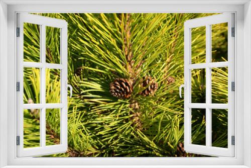 Fototapeta Naklejka Na Ścianę Okno 3D - Pinus mugo Winter Gold with the cone