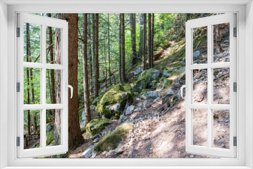 Fototapeta Naklejka Na Ścianę Okno 3D - hiking trail in the forest with tall coniferous trees