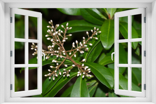 Fototapeta Naklejka Na Ścianę Okno 3D - The creamy white buds and glossy leaves of the marlberry bush, Ardisia escallonioides, a native shrub that provides food and cover to wildlife.
