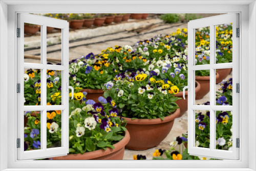 Fototapeta Naklejka Na Ścianę Okno 3D - Cultivation of Viola tricolor for the purpose of edible flowers for chef dishes and hotels