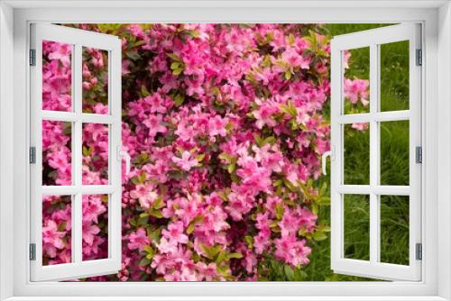 Fototapeta Naklejka Na Ścianę Okno 3D - beautiful pink rhododendron in spring