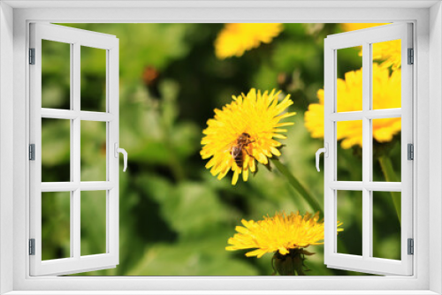 Fototapeta Naklejka Na Ścianę Okno 3D - Bee on a dandelion flower, close-up. Yellow dandelion flowers in a clearing, pollination of flowers by insects. Natural spring background with bright flowers, selective focus. Dandelion close up