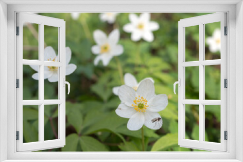 Fototapeta Naklejka Na Ścianę Okno 3D - white anemone flowers in spring
