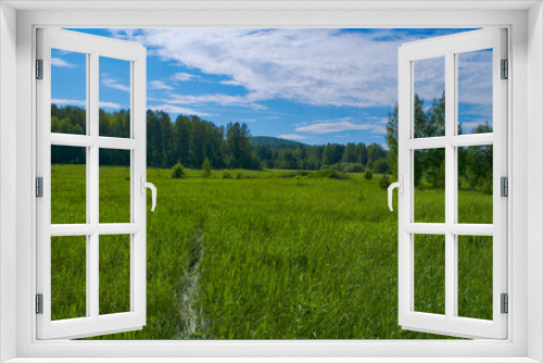 Fototapeta Naklejka Na Ścianę Okno 3D - Summer meadow landscape with green grass and wild flowers on the background of a forest.