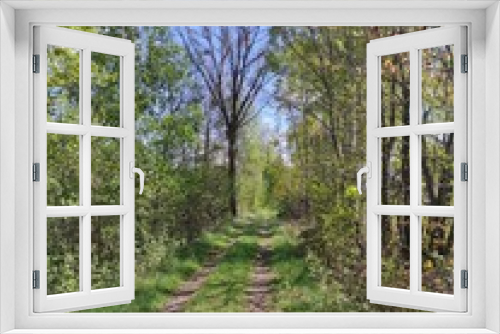 Fototapeta Naklejka Na Ścianę Okno 3D - Waldweg in Frühlingslandschaft