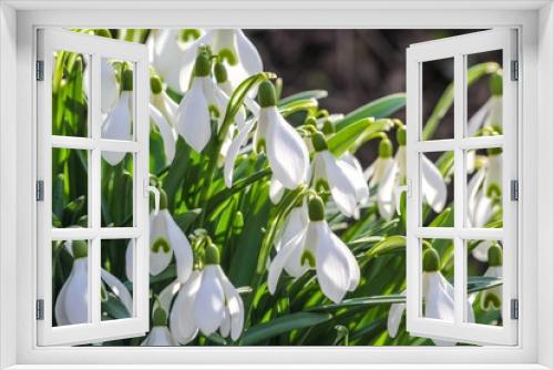 Fototapeta Naklejka Na Ścianę Okno 3D - Schneeglöckchen im Frühling