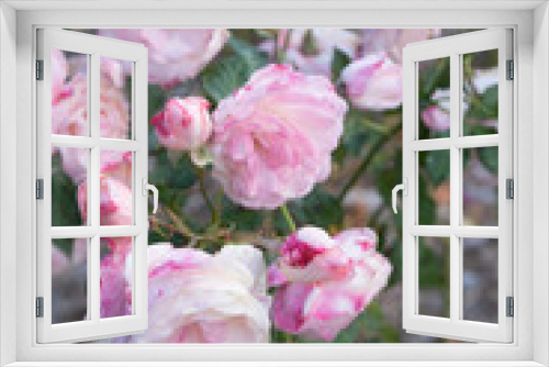 Fototapeta Naklejka Na Ścianę Okno 3D - 萎れかけたピンクのバラ