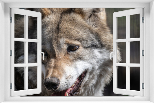 Fototapeta Naklejka Na Ścianę Okno 3D - gray wolf close-up in natural conditions on a spring day
