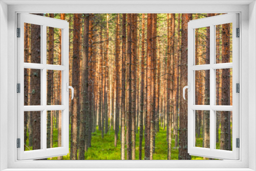 Fototapeta Naklejka Na Ścianę Okno 3D - Pinewood forest