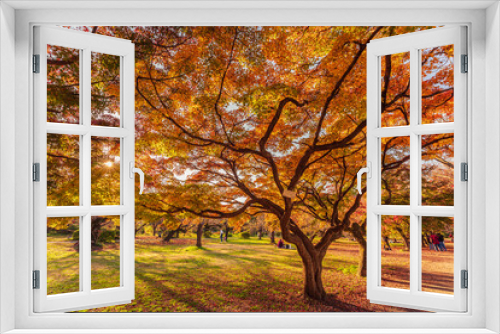 Fototapeta Naklejka Na Ścianę Okno 3D - Maple Tree Avenue at Koishikawa Botanical Garden