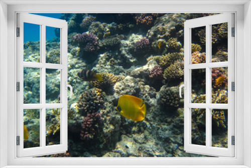 Fototapeta Naklejka Na Ścianę Okno 3D - Bright fish in the expanses of the coral reef of the Red Sea