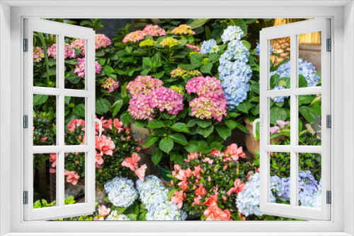 Fototapeta Naklejka Na Ścianę Okno 3D - Blooming vibrant hydrangea flowers in garden