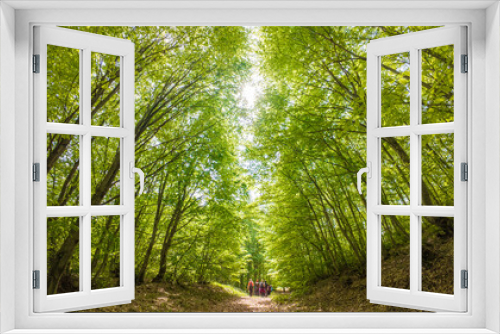Fototapeta Naklejka Na Ścianę Okno 3D - green forest on a spring day
