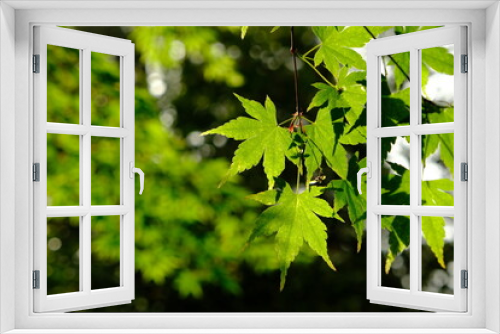 Fototapeta Naklejka Na Ścianę Okno 3D - green leaves background