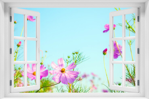 Fototapeta Naklejka Na Ścianę Okno 3D - Beautiful cosmos flower field and blue sky. Low angle view nature cosmos flower wallpaper background.
