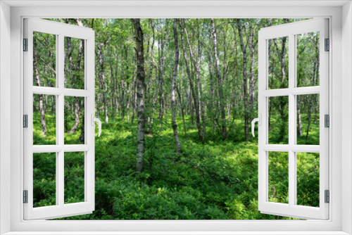 Fototapeta Naklejka Na Ścianę Okno 3D - Birchin a green forest  forest