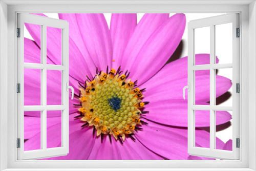 Fototapeta Naklejka Na Ścianę Okno 3D - Pink African Daisy Flower with Petals on a White Background