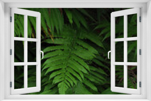Fototapeta Naklejka Na Ścianę Okno 3D - flora tropical 