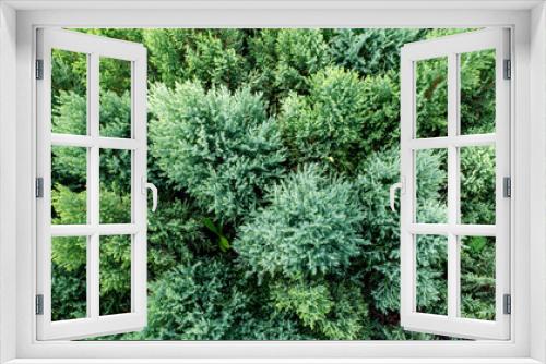 Fototapeta Naklejka Na Ścianę Okno 3D - Arizona Cypress Thuja Ornamental Plant Background. Beautiful plant field wallpapers in autumn