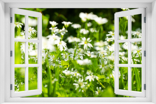 Fototapeta Naklejka Na Ścianę Okno 3D - Beautiful natural spring summer background image with wild meadow, young green lush grass with small white flowers close-up against a blurred forest background