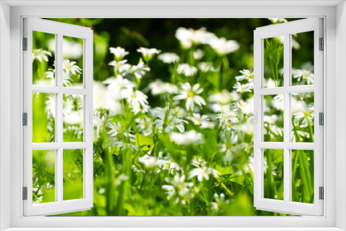 Fototapeta Naklejka Na Ścianę Okno 3D - Beautiful natural spring summer background image with wild meadow in forest, young green lush grass with small white flowers close-up against a blurred forest background