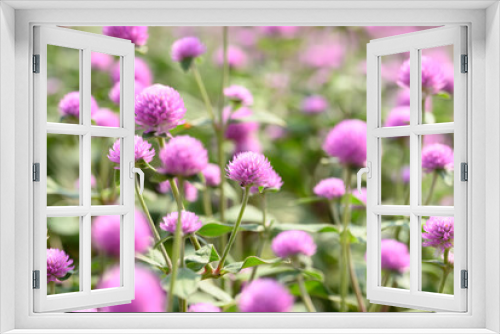 Fototapeta Naklejka Na Ścianę Okno 3D - Pink Globe Amaranth flowers (Gomphrena globosa) blooming in garden, Summer season,Tropical flower background