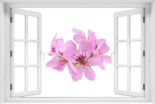 Fototapeta Naklejka Na Ścianę Okno 3D - pink flowers of rose geranium isolated on a white background