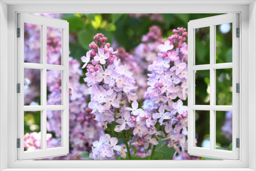 Fototapeta Naklejka Na Ścianę Okno 3D - Lilac flowers, close-up, inflorescence. Lilac blossom on a sunny day in the park. Lilac bush in full bloom. Beautiful lilac flowers, spring natural background