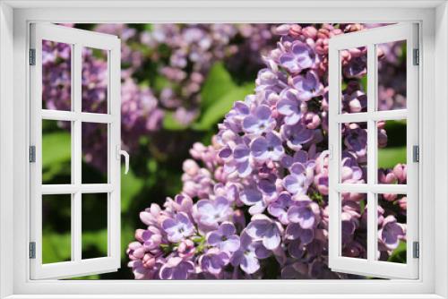 Fototapeta Naklejka Na Ścianę Okno 3D - spring flowers, purple lilac flowers close-up, floral background