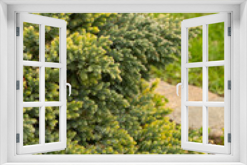 Fototapeta Naklejka Na Ścianę Okno 3D - Flaky juniper or Juniperus Squamata plant in Zurich in Switzerland