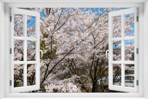 Fototapeta Naklejka Na Ścianę Okno 3D - 日本の春の花